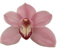 Special Orchids Sticker