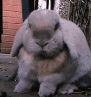 Bunny Scratch GIF