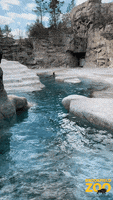 Sea Lion Party GIF by Brookfield Zoo