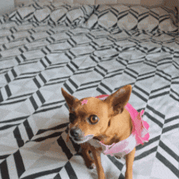 Melzinha GIF