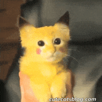 Find Share On Giphy