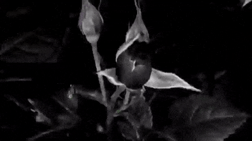 birdie  GIF
