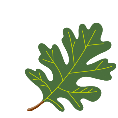 Oak Tree Sticker by Kew Gardens