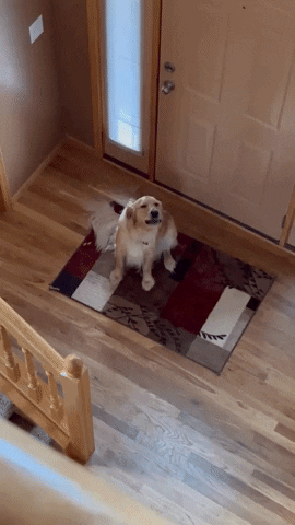 Dogs Howling GIF by Storyful