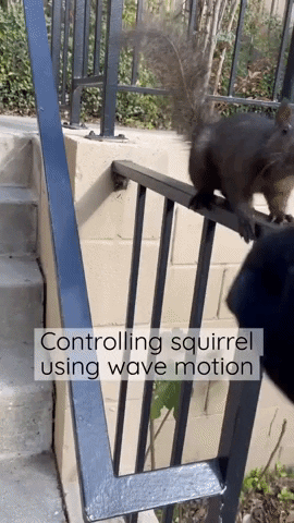 Animal GIF