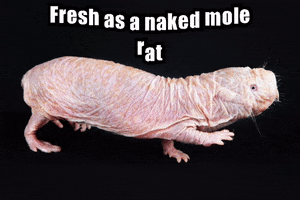 Naked Mole Rat GIF by The Freelance Lifestyle