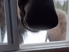 Moose Hello GIF by Storyful