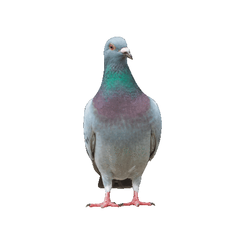 Cash Converters Sticker