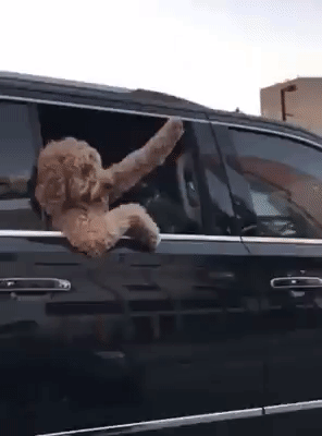 Video gif. A brown Labradoodle leans out of a car window and waves with its arm like it's saying hey.