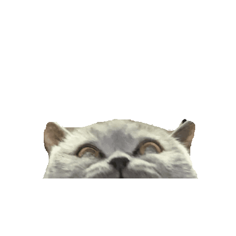 Cat Sticker by DIMEGO