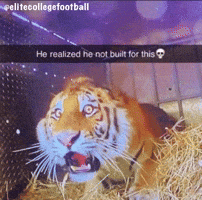 College Football Tiger GIF