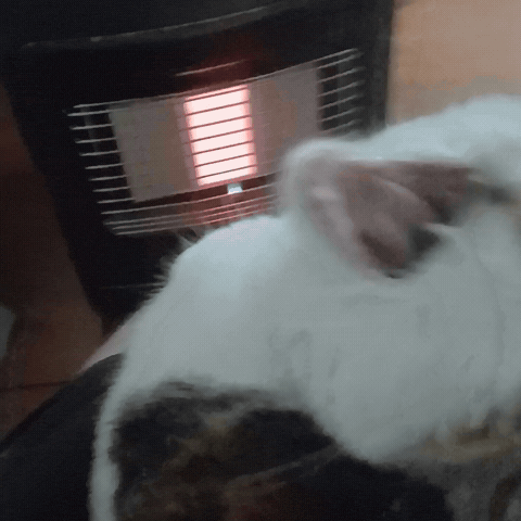 Cute Cat GIF