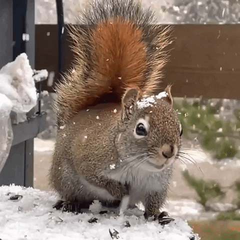 Snow Spring GIF by Storyful