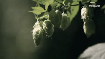 200.gif?cid=fc005b08778e50e12fd2b2ba386d3ee20a361ac34dd966d5&rid=200.gif&ct=g
