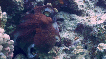Sea Creature Ocean GIF by OctoNation® The Largest Octopus Fan Club!