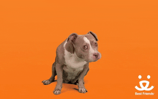 Video gif. A pitbull sits low to the ground, looking around with big puppy eyes as they lick their lips. The text “Yum, yum, yum” pops up over their head. 