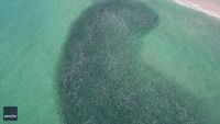 Drone Footage Shows Mullet Fish Trying to Avoid Becoming Tarpon Dinner