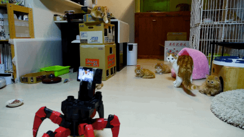 giphy.gif