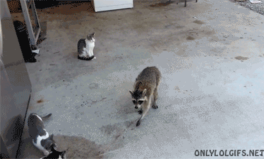 Image result for racoon stealing cat food gif