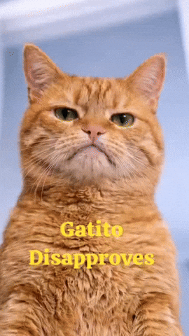 Angry Cat Middle Finger GIF