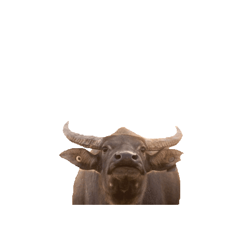 Mt Bundy Station Sticker