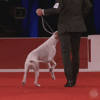 Jumping Dog Show GIF by American Kennel Club