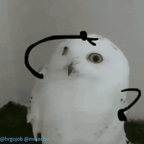 Cute Bird GIF