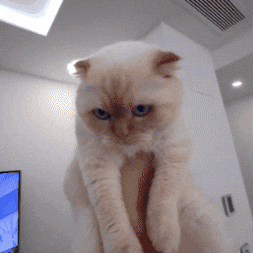 Catsquish GIF