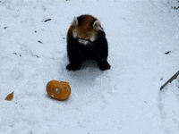 Red Panda Tail Gifs Get The Best Gif On Giphy