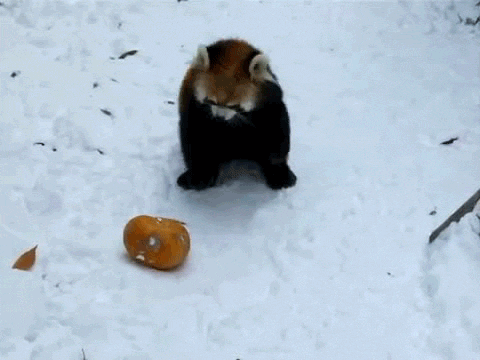 Red Panda Tail GIFs - Get the best GIF on GIPHY