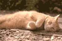 cat orange GIF
