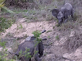 baby elephant GIF