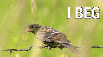 Hungry Feed Me GIF by U.S. Fish and Wildlife Service