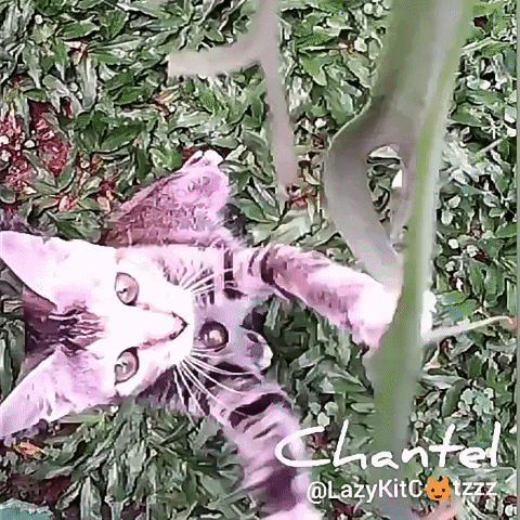 favekania cats pets cutecats catslife GIF