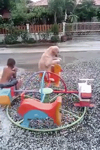 Video gif. A dog and child both sit on a small merry go round, spinning around happily. The dog sits on a rubber duck while the kid sits on a superhero. 