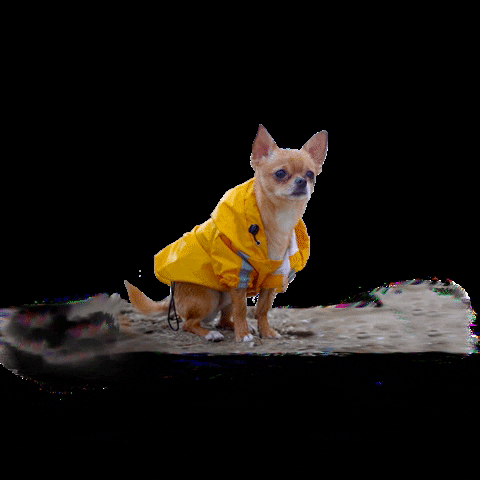 Dog Chihuahua GIF by nitsh