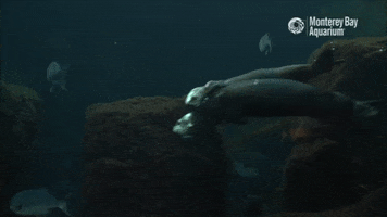 Sea Otter Swim GIF by Monterey Bay Aquarium