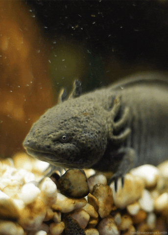 Salamander Axolotl Gif By Head Like An Orange Find Share On Giphy