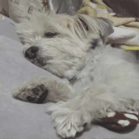 Tired To Sleep GIF