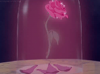 Rose oder Tulpen