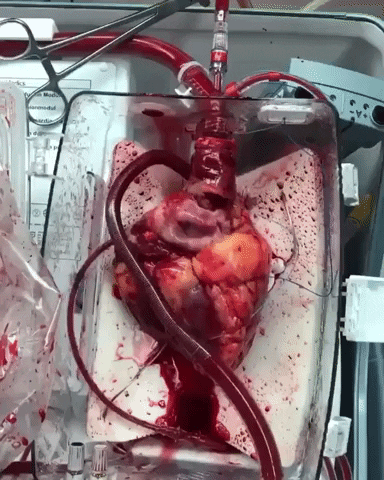 Heart GIF