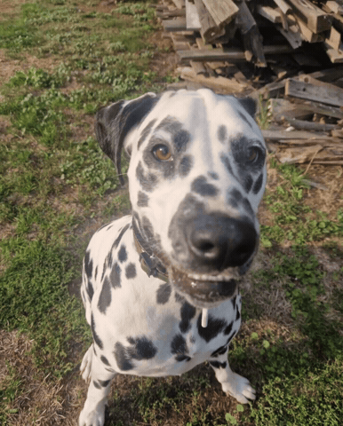 Dog GIF