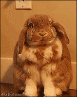Excited Bunny animated GIF