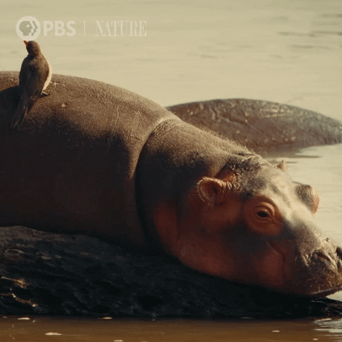 Chilling Pbs Nature GIF by Nature on PBS