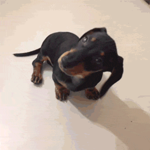 Video gif. Dachshund tilts its head from side to side as if confused.