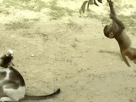 kedi cat kedi kedidir GIF