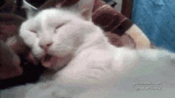 cat tongue GIF
