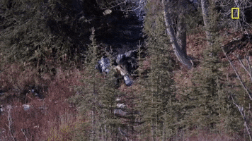 Episode 2 Falling GIF by National Geographic Channel