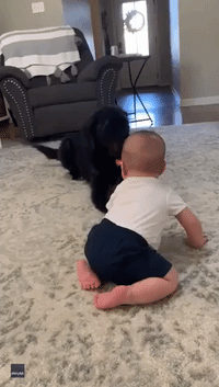 Baby Can't Stop Laughing at Playful Labradoodle