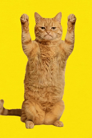 Cat GIF